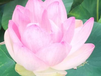 Stage de 5 jours : les 20 mouvements essentiels du Qi Gong