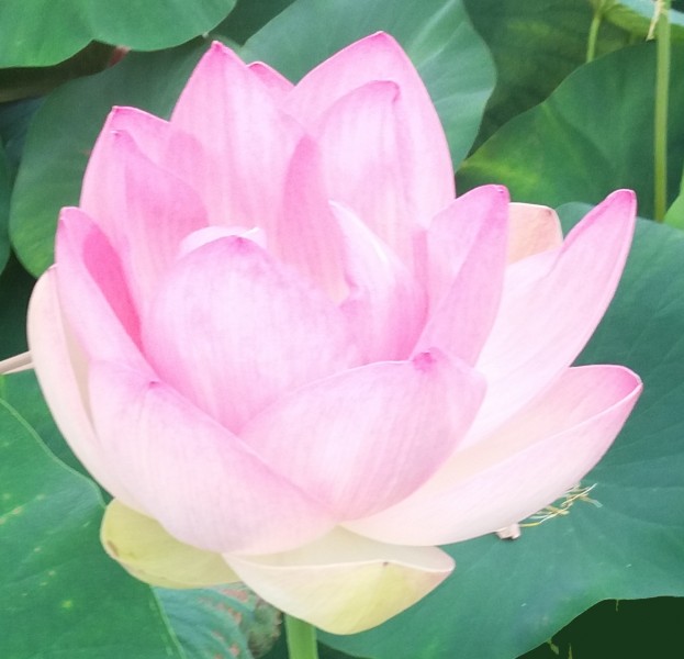 Lotus rose symbolisant la pureté de la pratique du Qi Gong